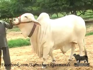 Shah Cattle Farm Bull King of Diamond