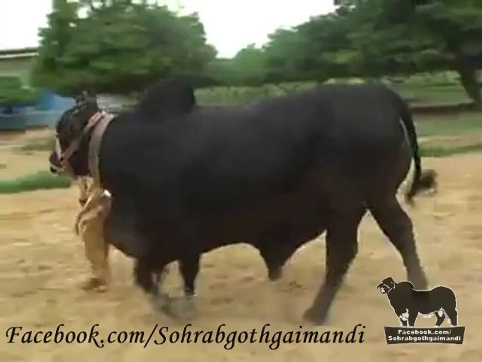 Shah Cattle Farm Bachra 2