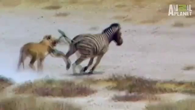 Zebra ile Aslanın Mücadelesi