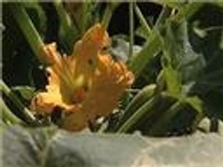 مخاطر استخدام المبيدات على الزراعة