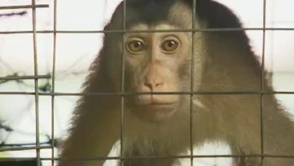 Fears over 'monkey malaria' leap to humans