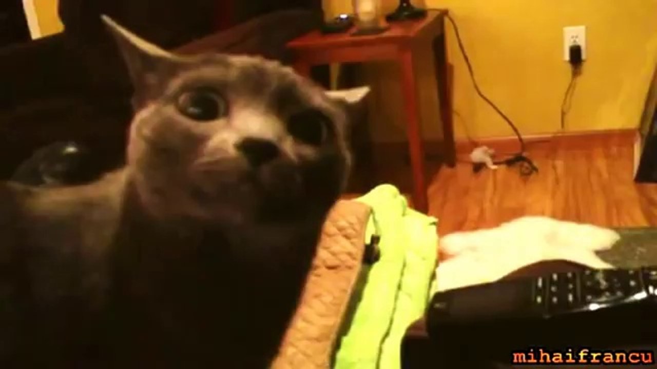 Another Dramatic Cat Looking At Camera - Dramatic Look Cat