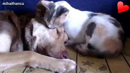 Animals Loving Other Animals Compilation 2014