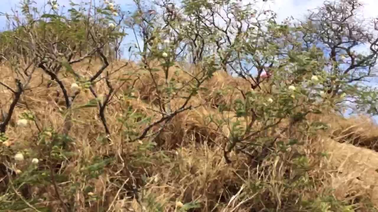 Koko head