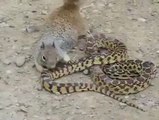Écureuil Vs Serpent ! Incroyable !
