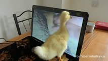 Cute Duckling Reloaded - Cute Duck