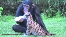 Hayvanların Kıskandıran Dostluğu