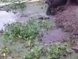 Incroyable un chat tient tete à des crocodiles