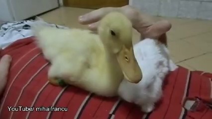 Duckling Meets Bunny