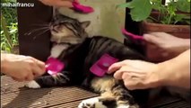 Funny Animals Compilation 2014 - Gifs With Sound