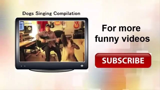 Funny Dogs Chasing Laser Pointers Compilation 2014 [NEW]