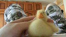 I Are Cute Duckling AWW - Funny Baby Duck Animal