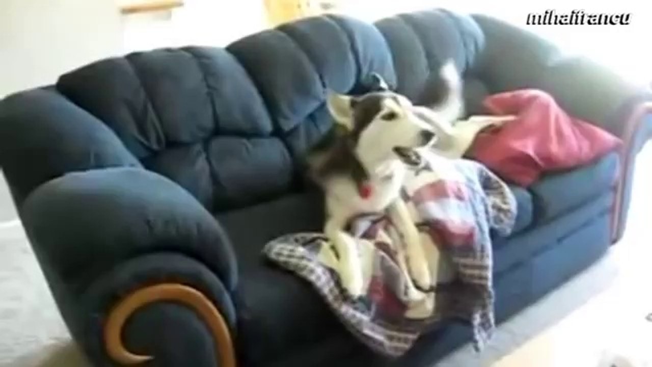 Talking Dogs Funny Compilation 2014 [NEW]