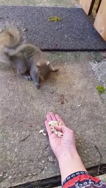 Se faire bouffer la main par un ecureuil!