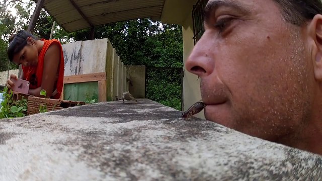 Coolest way to feed your lizard! Awesome...