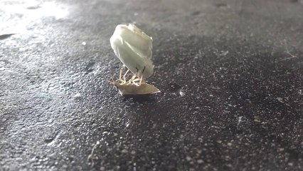 Entrainement d'insecte! Hilarant...