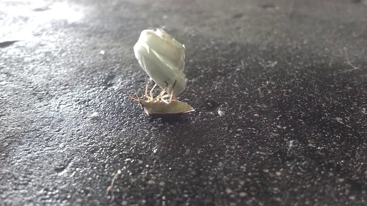 Entrainement d'insecte! Hilarant...