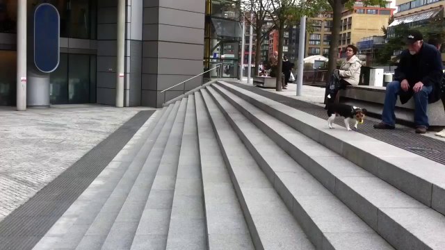 Un petit chien se jette la balle et joue tout seul.