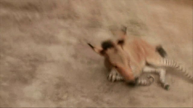 Naissance d'un bébé mi-âne, mi-zèbre