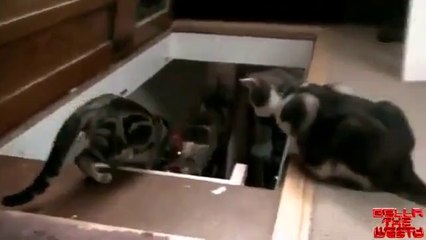 Yavşak kime denir? sorusunun cevabı :))