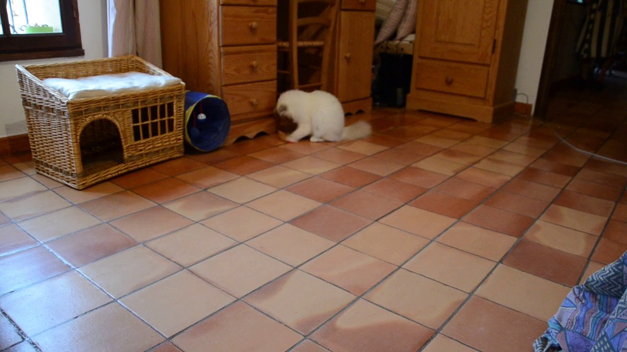 Iouzou joue avec nounours ,1