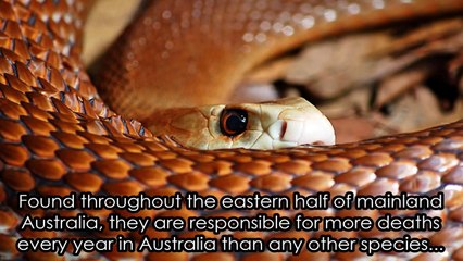 World's 10 Most Dangerous Snakes (Must See)