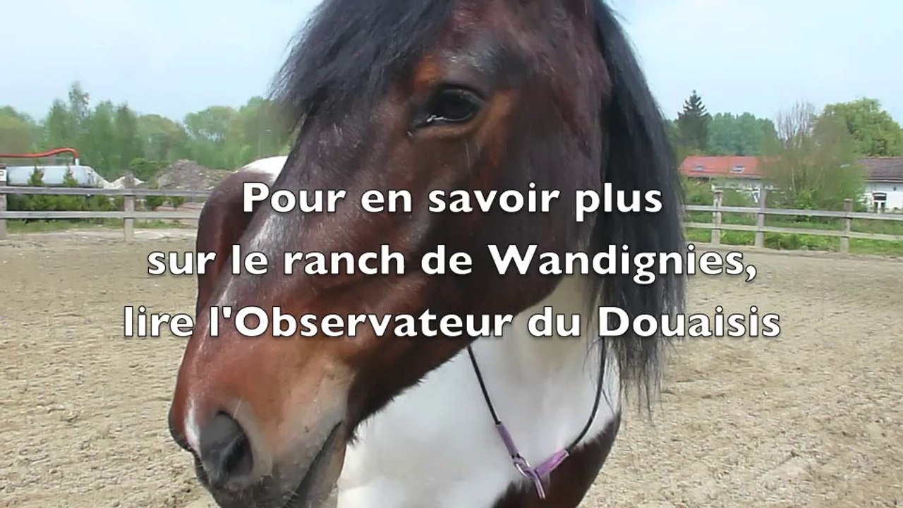 A Wandignies-Hamage, on murmure à l'oreille des chevaux
