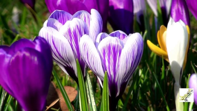 Naat : Tala Ul Badro Alaina