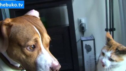 Kediden dayak yiyen köpek