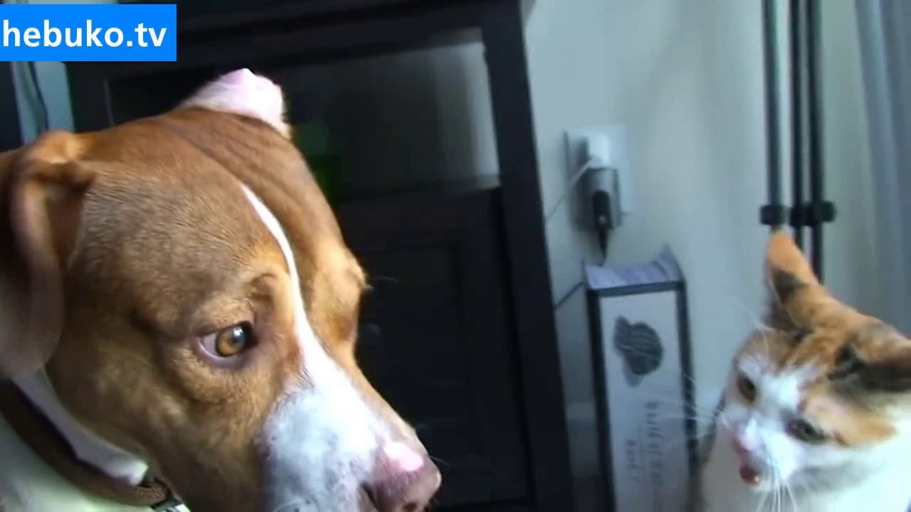 Kediden dayak yiyen köpek