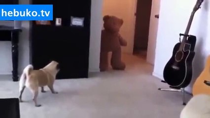 Oyuncak ayıdan korkan köpek