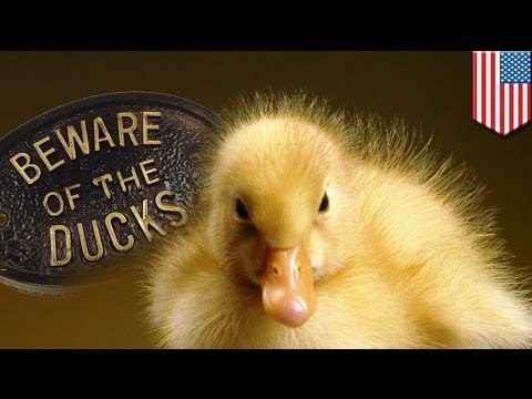 When animals attack! Woman survives vicious duck attack, sues for thousands