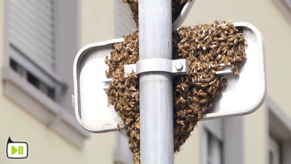 Essaim d'abeilles en ville à Strasbourg