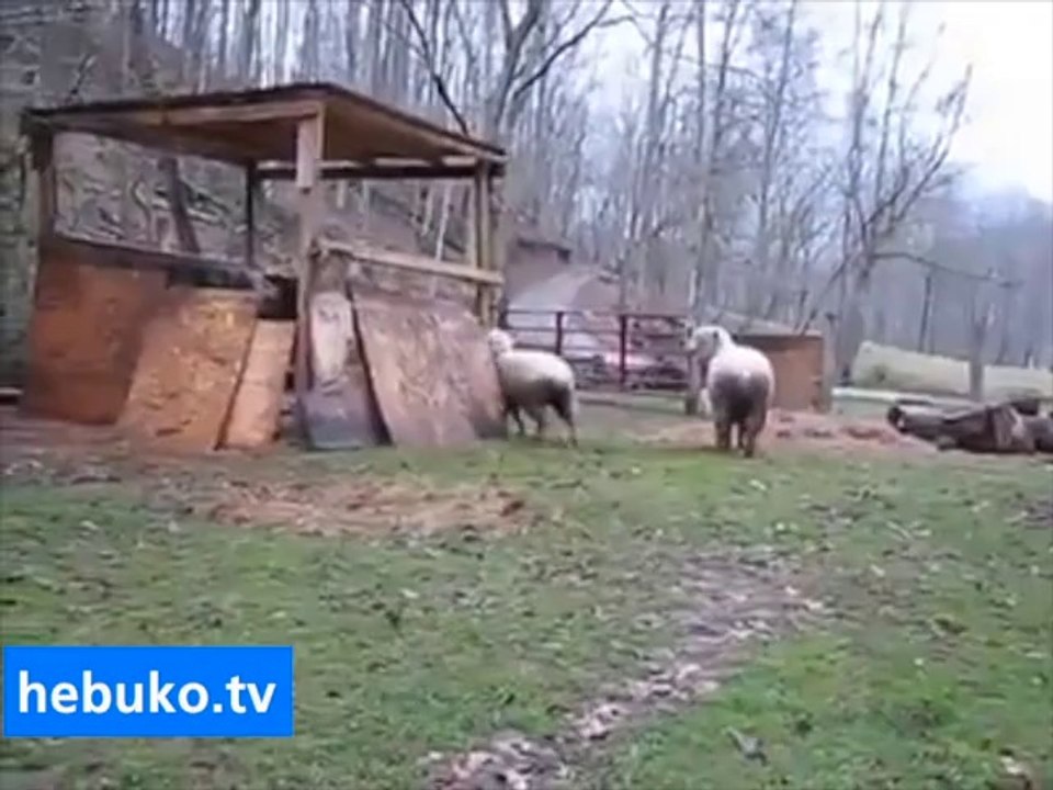 Hiperaktif koyun