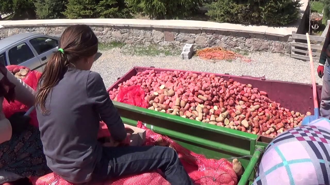 Seydişehir'de Cipslik Patates Üretimi