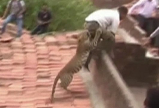 Un léopard sème la panique en Inde - ZAPPING ACTU HEBDO DU 26/04/2014