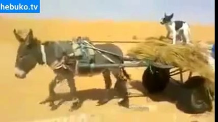 Eşek Arabasını Köpek Sürüyor