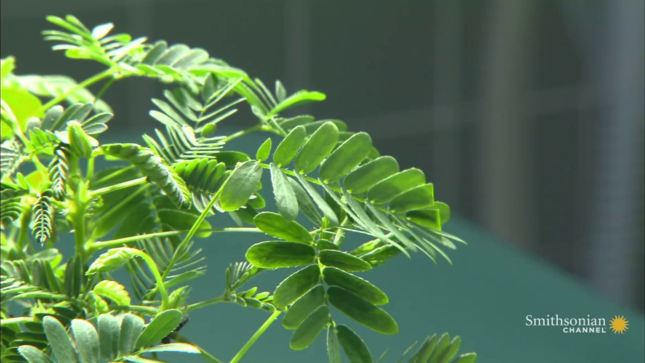 Amazing plants