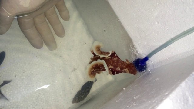 Spanish Dancer (Reef Dreams Akvaryum)