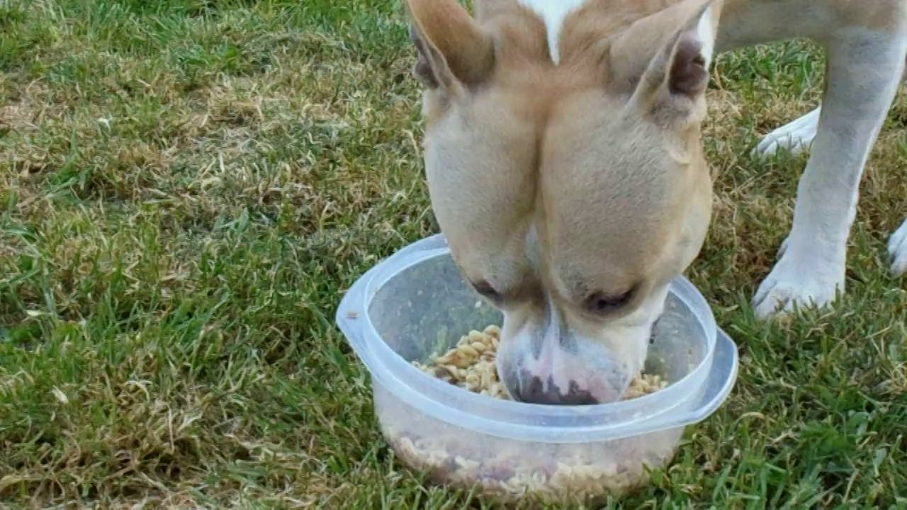 American Staffordshire Terrier