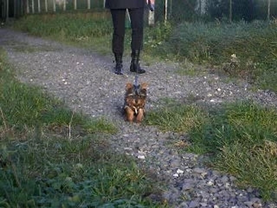 balade de Brutus
