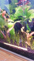 Akvaryumda Fotosentez