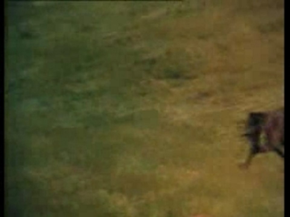 Prince Noir (Black Beauty)