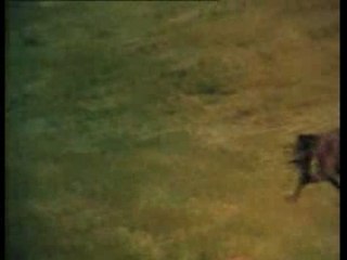 Prince Noir (Black Beauty)