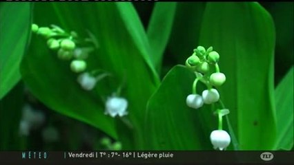 Premier mai : Gros plan sur le muguet (Toulouse)