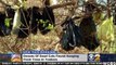 Dead Cats Found In Bags Hanging From Trees In NYC Suburb