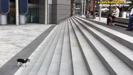 Kedi Kendini Eğlendiren Köpek