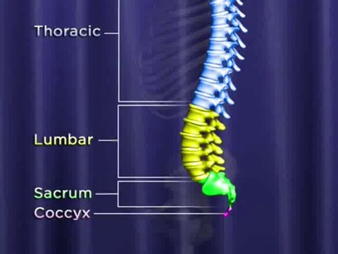 Healthy Joints for Life
