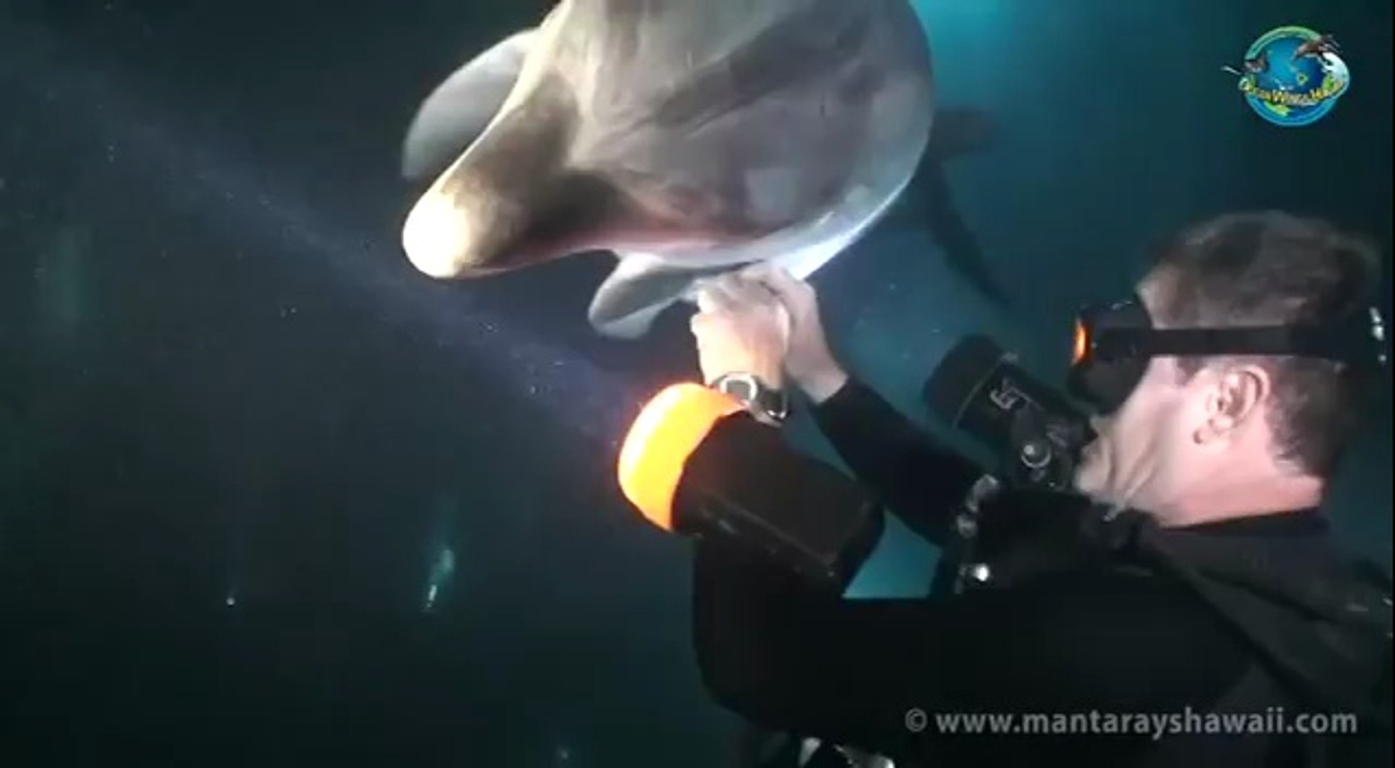 Bottlenose Dolphin Rescue