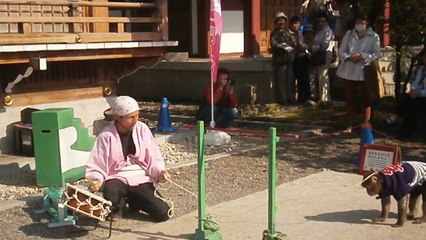 猿回し其の壱・亀戸天神2014年4月25日